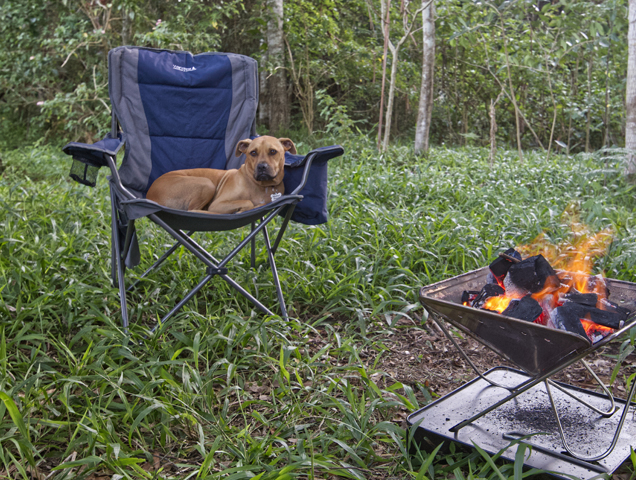 dog on chair next to campfire